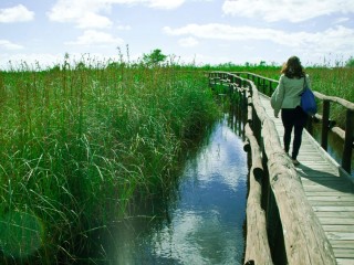 Massaciuccoli: natura e gusto del Lago